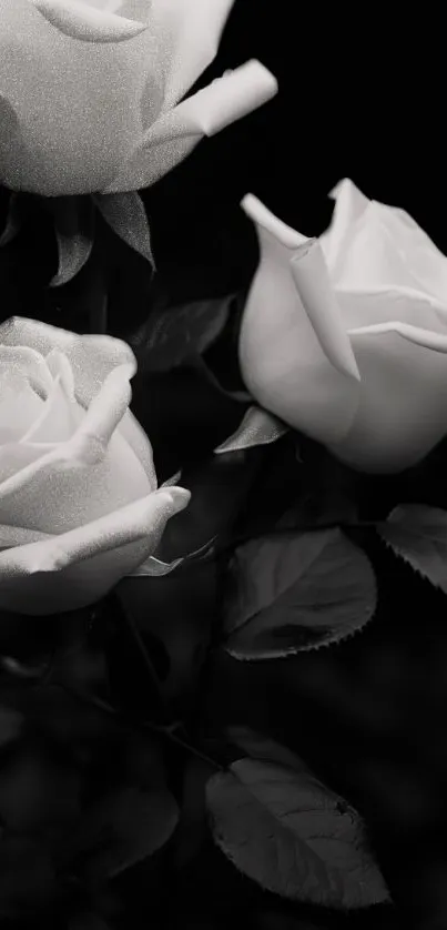 Monochrome roses in black and white aesthetic design.