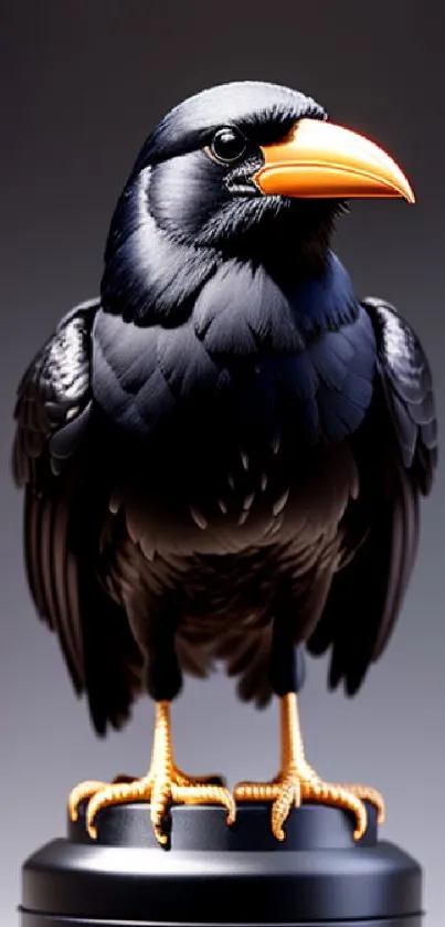 Elegant black bird with orange beak on a sleek background.