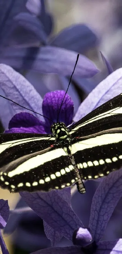 Black butterfly resting on violet flowers in a serene setting.