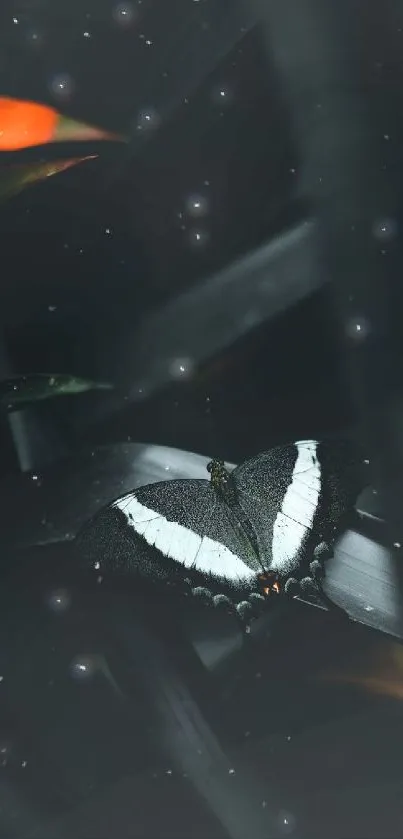 Black butterfly on dark leaves mobile wallpaper.