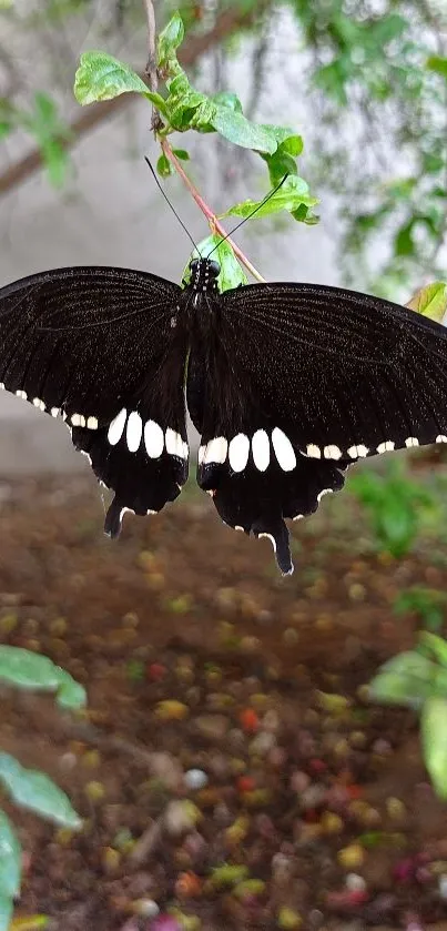 Elegant black butterfly resting on green leaves in a natural setting.