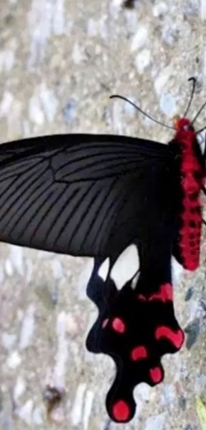 Elegant black butterfly with red accents on a natural background.