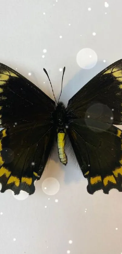 Black butterfly with yellow markings against a white background.