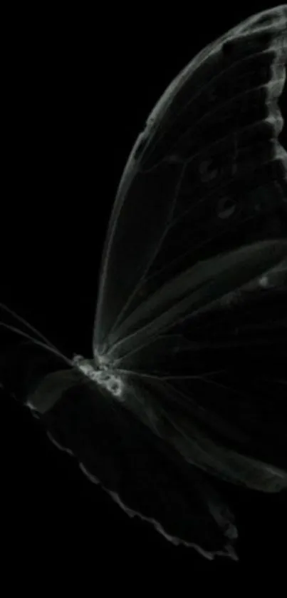 Elegant black butterfly on minimalist black background.