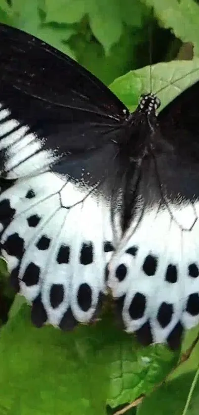 Black and white butterfly on green leaves.