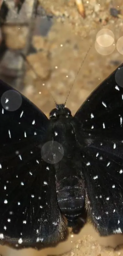 Elegant black butterfly with white spotted wings on a sandy background.