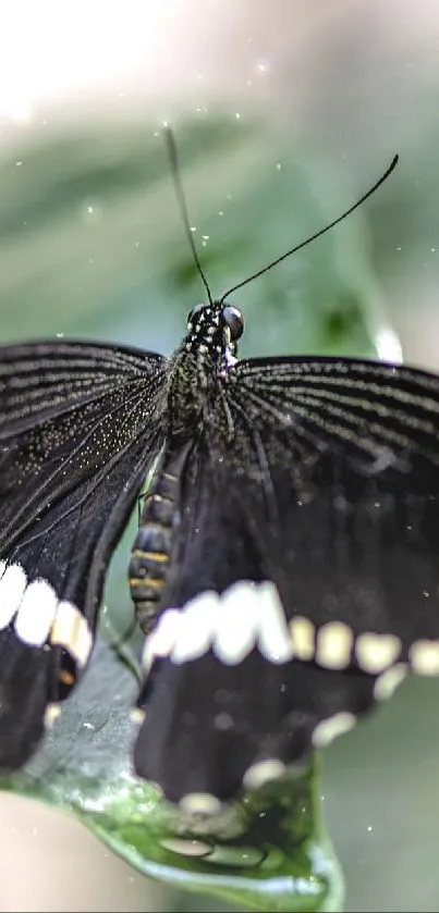 Black butterfly on green leaves mobile wallpaper.