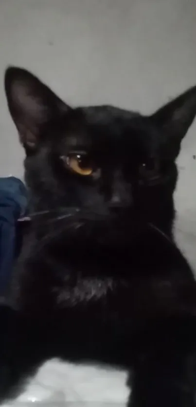 Elegant black cat resting on a table in a cozy room.