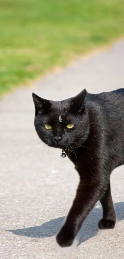 Elegant black cat walking on a sunlit path.