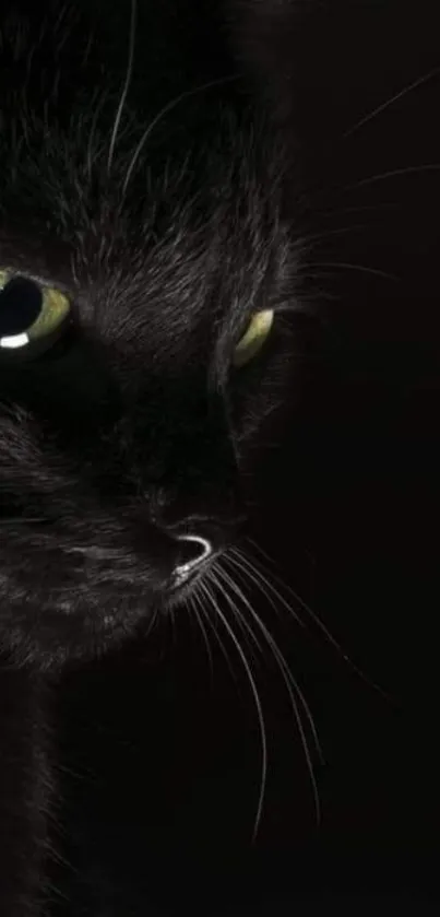 Close-up of a black cat with green eyes on a dark background.