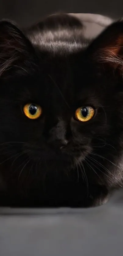 Close-up of a black cat with striking golden eyes.