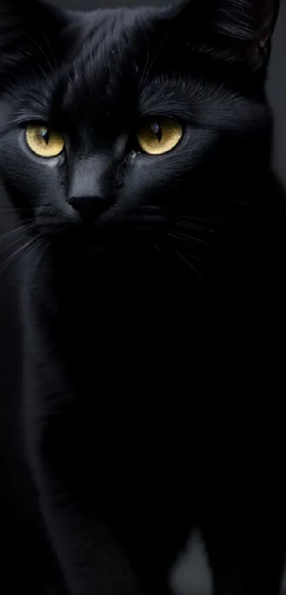 Elegant black cat with golden eyes in a minimal design.