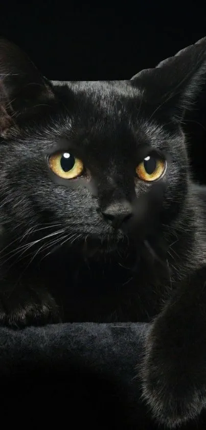 Portrait of a black cat with yellow eyes on a dark background.