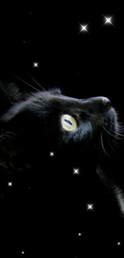 Elegant black cat staring upwards on a dark background.