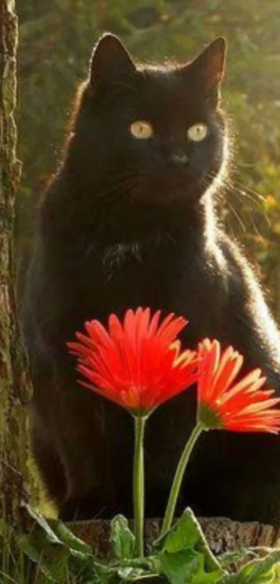 Black cat with red flowers in sunlit nature background.