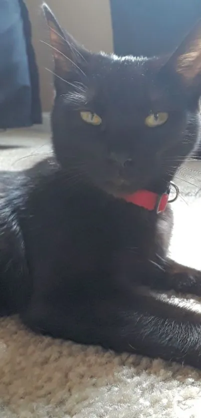 Elegant black cat with red collar laying on carpet.