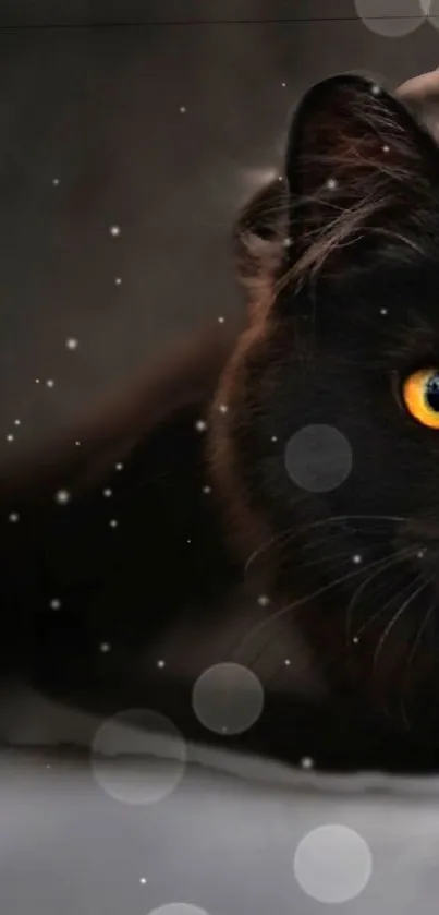 Elegant black cat with yellow eyes in soft focus.