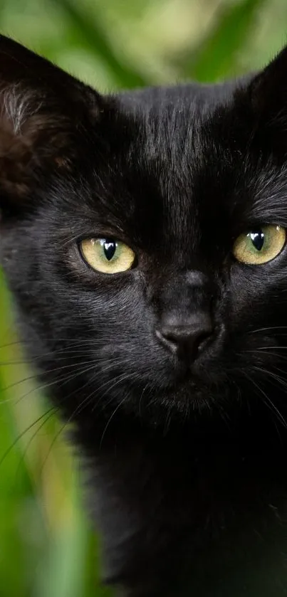 Black cat with green eyes in lush greenery wallpaper.