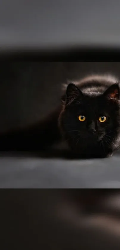 Elegant black cat with golden eyes in dark background.