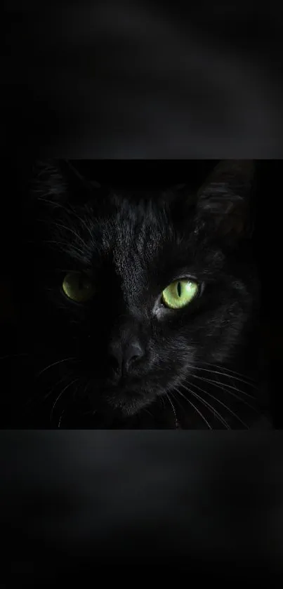 Dark and elegant black cat with glowing green eyes.