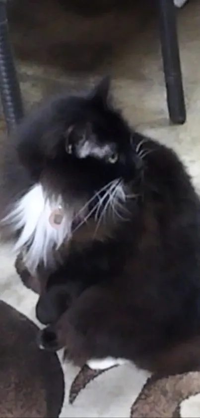 Black and white cat with luxurious mane on a patterned floor.