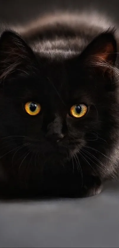 Black cat with yellow eyes on dark background wallpaper.