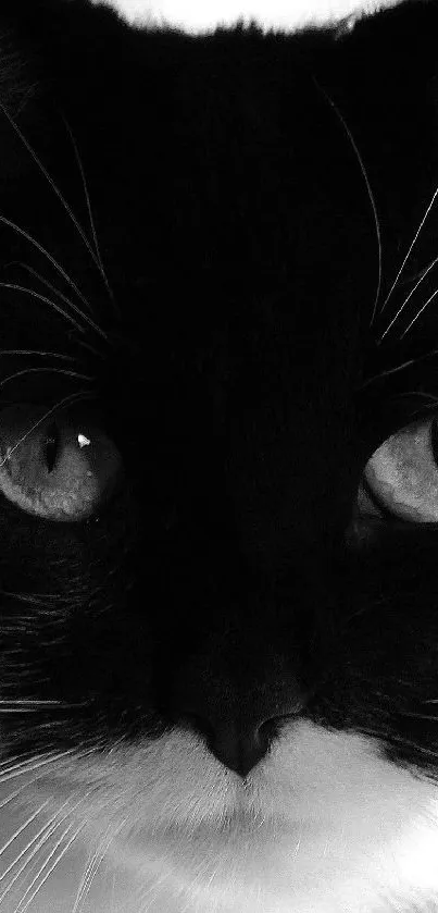 Striking black and white cat wallpaper with intense eyes.