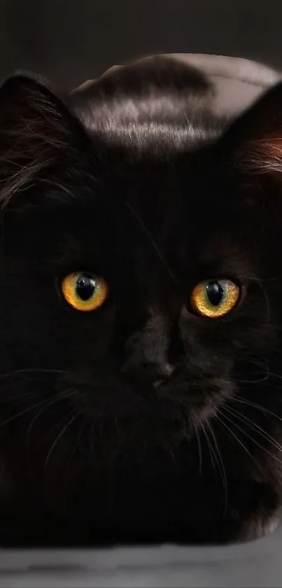 Black cat with striking yellow eyes in a dark setting.