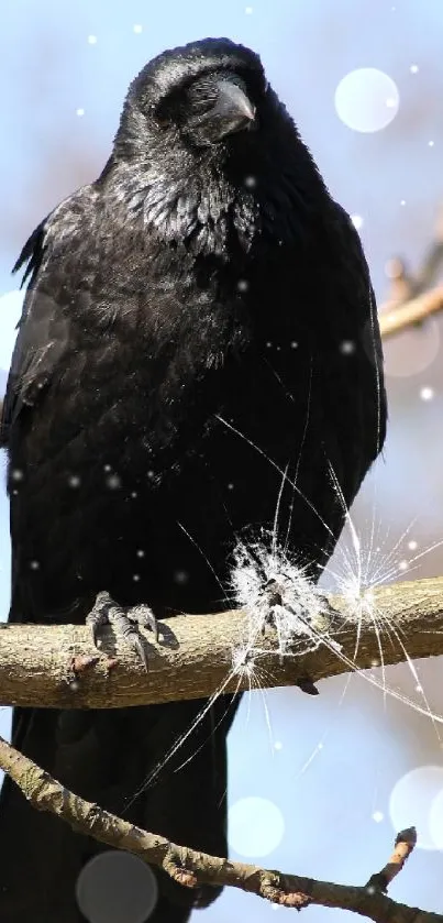 Black crow perched on a tree branch mobile wallpaper.