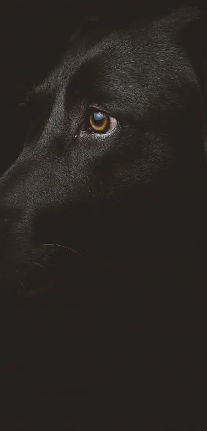 Close-up of a black Labrador dog's face against a dark background.