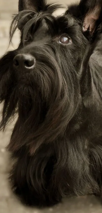 Elegant Scottish Terrier dog in black, gazing upwards with long fur.