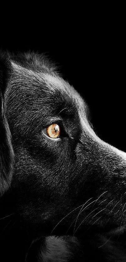 Elegant black dog with striking gaze on dark background.