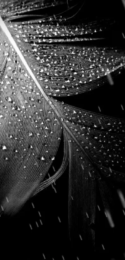 Elegant black feather with water droplets in monochrome.