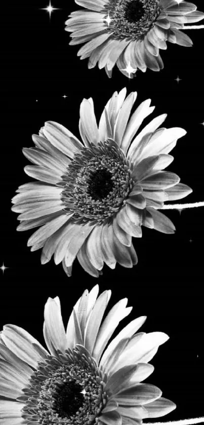 Grayscale daisies on a black background for mobile wallpaper.