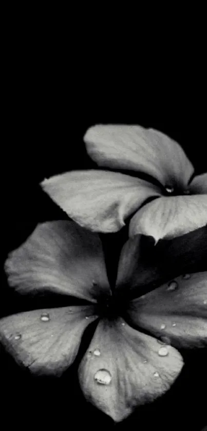 Black and white flower with dew drops on petals.