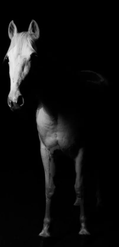 Black and white horse in shadowy background.