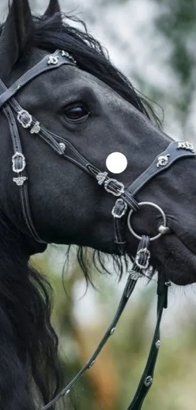 Close-up of an elegant black horse with a leather harness in a natural setting.