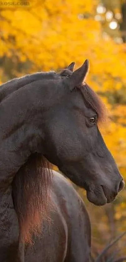 Black horse in a serene forest with autumn colors.