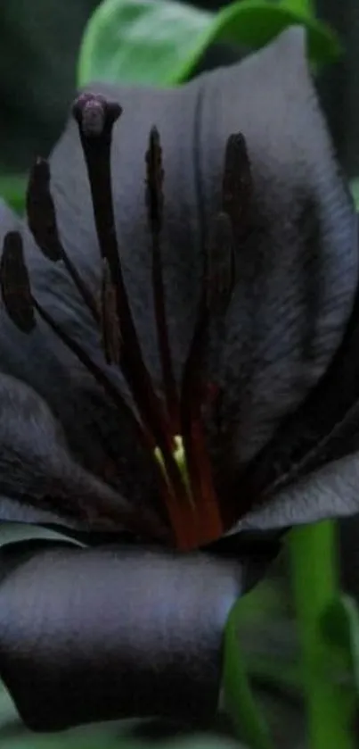 Elegant black lily with dark petals and green leaves on a mobile wallpaper.