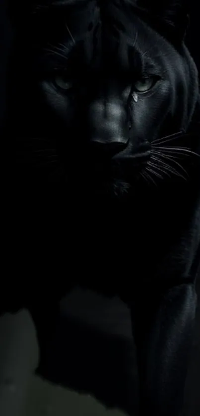 Elegant black panther in dark themed mobile wallpaper.