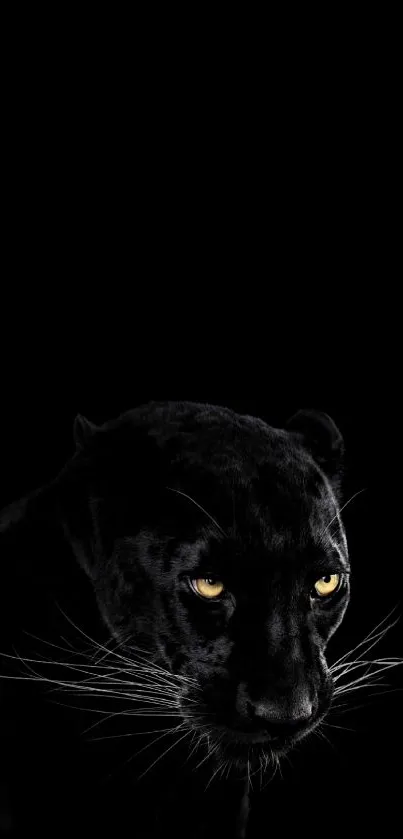 Black panther with piercing yellow eyes on a dark background.