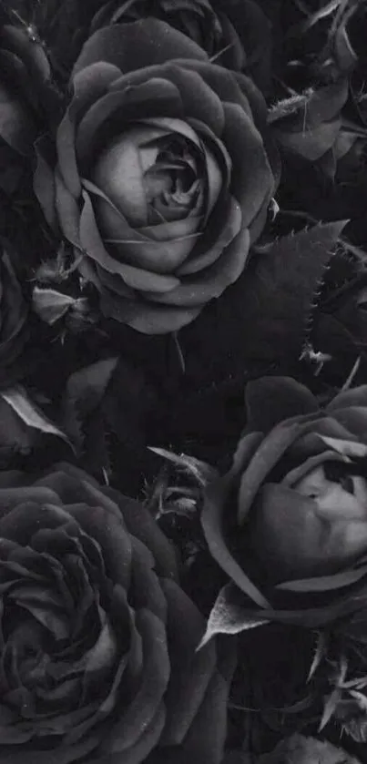 Elegant black roses mobile wallpaper for a sophisticated touch.