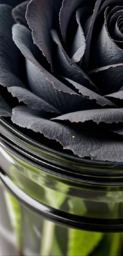 Close-up of an elegant black rose in a glass vase.