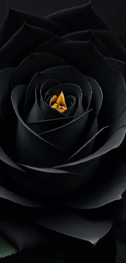 Sleek black rose with golden center on dark background.