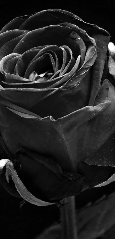 Close-up of a black rose, elegant and artistic.