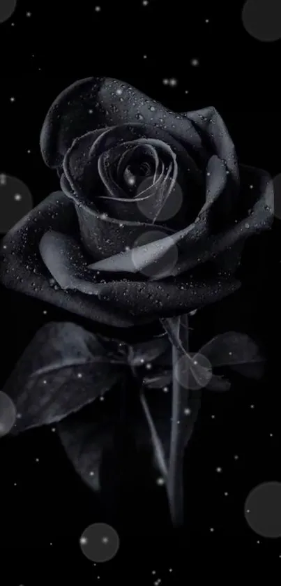 Elegant black rose with dewdrops on a dark background.