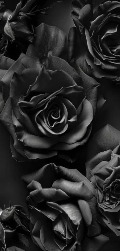 Elegant black rose wallpaper with dark petals.