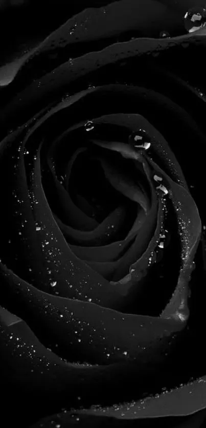 Close-up of a black rose with dewdrops on petals.