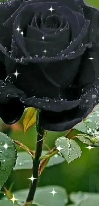 Elegant black rose with dewdrops and green leaves wallpaper.