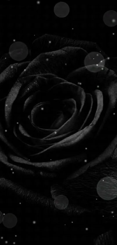 Elegant black rose in dark theme for mobile wallpaper.